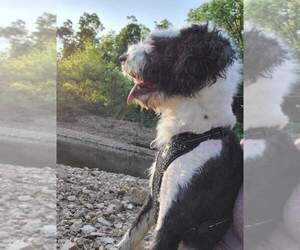 Sheepadoodle Puppy for sale in CEDAR GAP, MO, USA