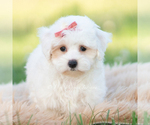 Small Photo #110 Maltipoo (Miniature) Puppy For Sale in WARSAW, IN, USA