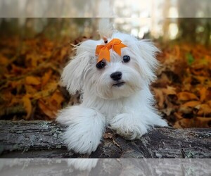 Havamalt Puppy for Sale in BARREN SPRINGS, Virginia USA