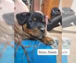 Small Photo #11 Rottweiler Puppy For Sale in NARVON, PA, USA