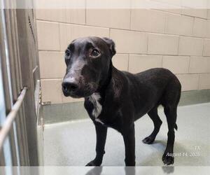 Labrador Retriever Dogs for adoption in Baytown, TX, USA
