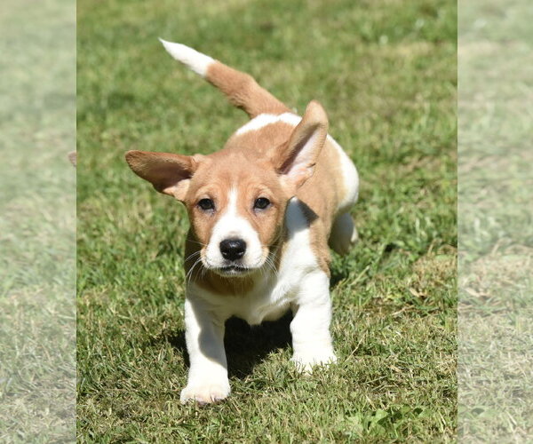 Medium Photo #2 Dachsador Puppy For Sale in Mechanicsburg, PA, USA