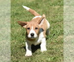 Small #1 Dachsador