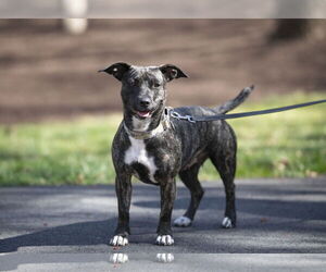 Dachshund-Unknown Mix Dogs for adoption in Arlington, VA, USA