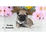 Small #12 Pug
