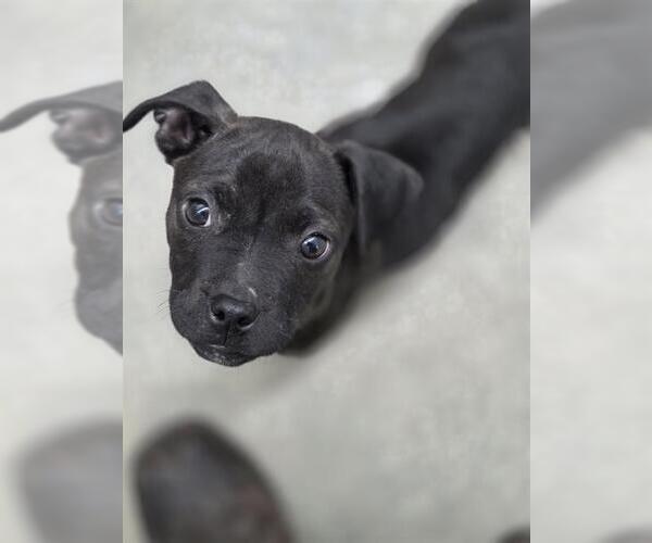 Medium Photo #1 Labrador Retriever-Unknown Mix Puppy For Sale in Temple, TX, USA
