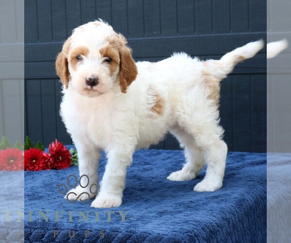 Medium Photo #1 Goldendoodle Puppy For Sale in LANCASTER, PA, USA