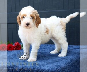 Goldendoodle Puppy for sale in LANCASTER, PA, USA