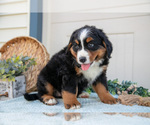 Small Photo #35 Bernese Mountain Dog Puppy For Sale in BIRD IN HAND, PA, USA