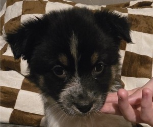 Medium Australian Shepherd