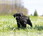 Small Photo #9 Schnauzer (Miniature) Puppy For Sale in WARSAW, IN, USA