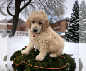 Poodle (Miniature) Puppy for sale in SCOTTSVILLE, VA, USA
