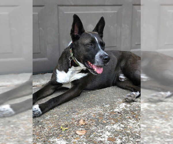 Medium Photo #9 Mutt Puppy For Sale in Houston, TX, USA
