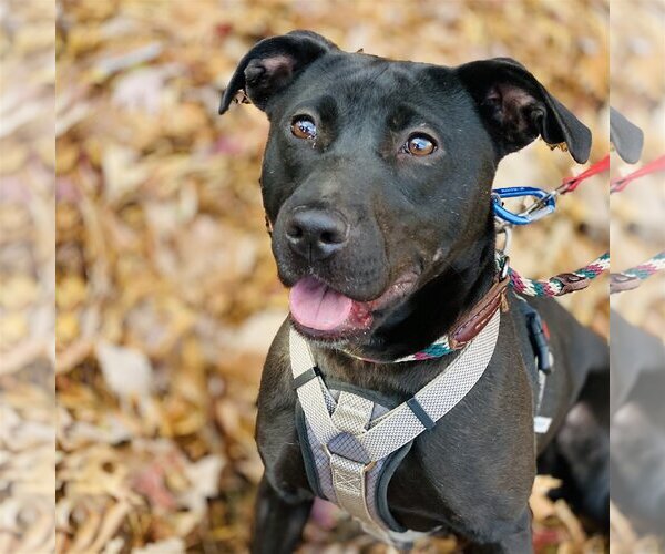 Medium Photo #4 Labrador Retriever-Unknown Mix Puppy For Sale in Fairfax, VA, USA