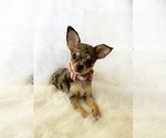 Small #3 Chihuahua