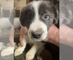 Puppy Green collar Border Collie