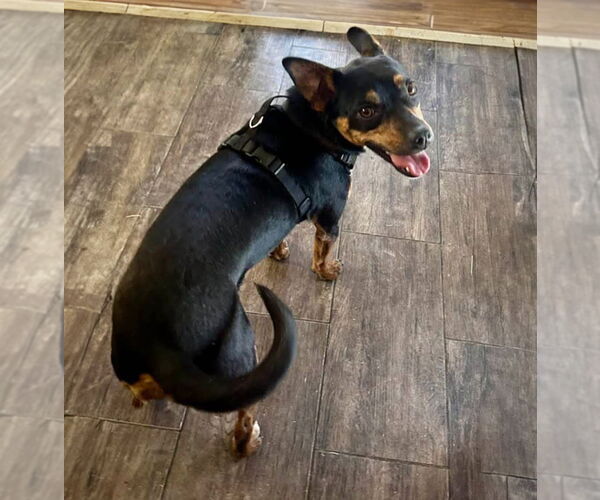 Medium Photo #5 Mutt Puppy For Sale in Albuquerque, NM, USA