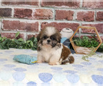 Small #2 Shih Tzu