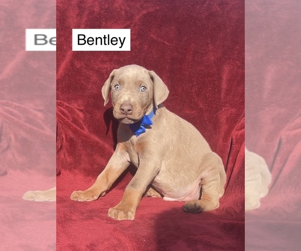 Medium Photo #2 Doberman Pinscher Puppy For Sale in POMEROY, OH, USA