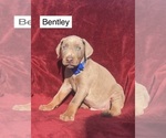 Small #1 Doberman Pinscher