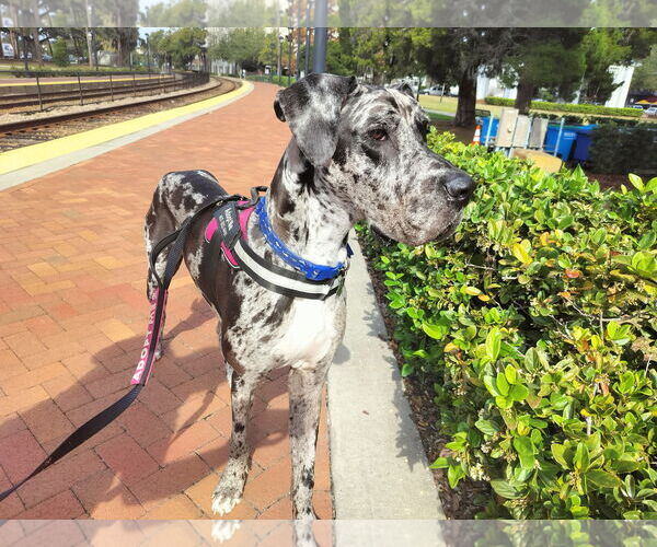 Medium Photo #4 Great Dane Puppy For Sale in Sanford, FL, USA
