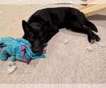 Small #3 German Shepherd Dog Mix