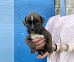 Small Photo #15 Boxer Puppy For Sale in LINTON, IN, USA