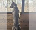 Small #1 American Pit Bull Terrier-Staffordshire Bull Terrier Mix