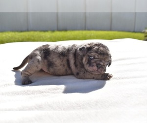 Pug Puppy for sale in PALM COAST, FL, USA