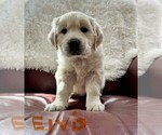 Small Photo #16 English Cream Golden Retriever Puppy For Sale in BLUE HILL, ME, USA