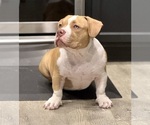 Small #5 American Bully
