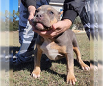 Small Photo #14 American Bully Puppy For Sale in SPRING BRANCH, TX, USA