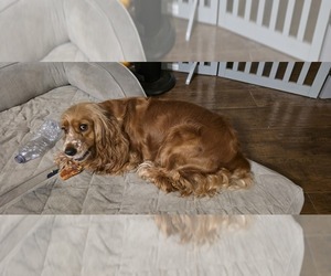 Mother of the Cocker Spaniel puppies born on 08/25/2026