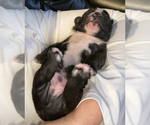 Small Photo #3 Boston Terrier Puppy For Sale in FRANKLIN, NC, USA