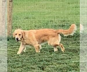 Mother of the Goldendoodle puppies born on 05/24/2025