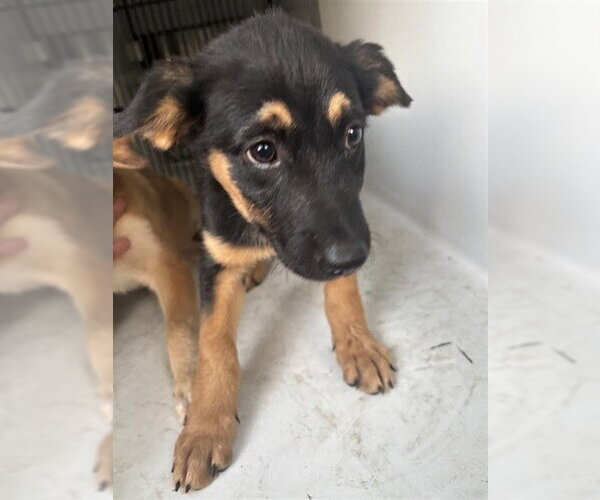 Medium Photo #1 German Shepherd Dog-Unknown Mix Puppy For Sale in Houston, TX, USA