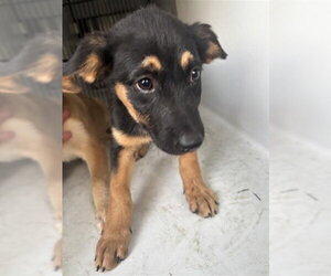 German Shepherd Dog-Unknown Mix Dogs for adoption in Houston, TX, USA