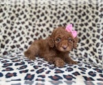 Small #3 Cockapoo (Miniature)