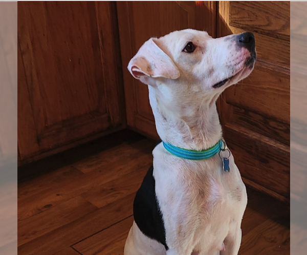 Medium Photo #2 Mutt Puppy For Sale in Plainfield, IL, USA