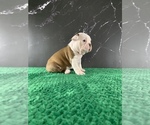 Small Photo #26 Boston Terrier Puppy For Sale in TULARE, CA, USA