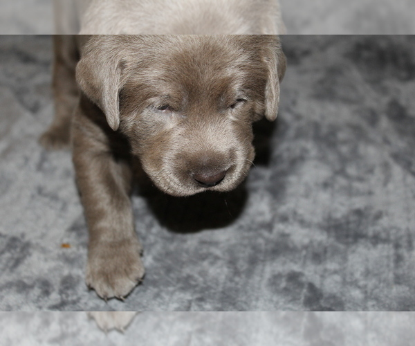 Medium Photo #7 Labrador Retriever Puppy For Sale in DEXTER, NY, USA