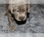Small #6 Labrador Retriever