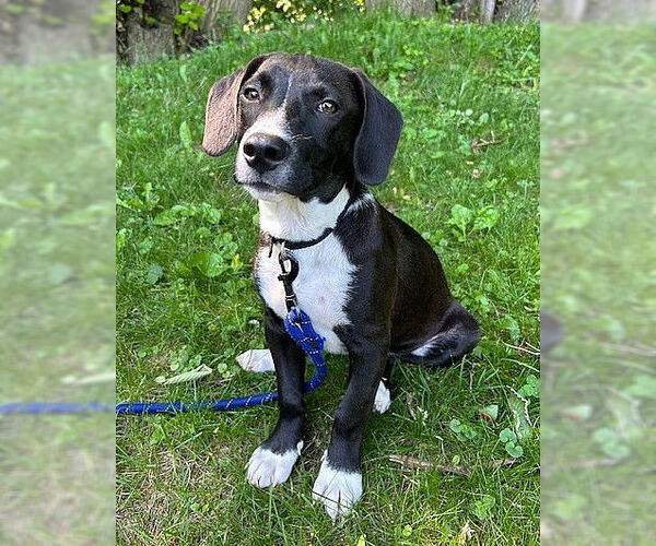 Medium Photo #3 Labbe Puppy For Sale in Genesee, WI, USA