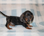 Small #4 Dachshund
