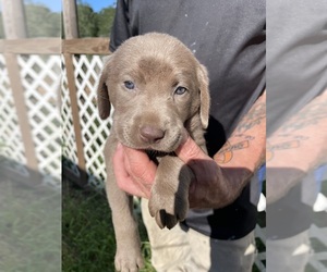 Labrador Retriever Puppy for sale in OSYKA, MS, USA