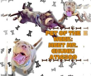 American Pit Bull Terrier-Chinese Shar-Pei Mix Dogs for adoption in HESPERIA, CA, USA