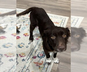Brownie #11 - Female Australian Shepherd-Unknown Mix Dog for Adoption - Photo #2