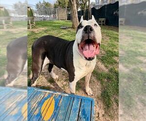PEARL - Female Presa Canario-Unknown Mix Dog for Adoption - Photo #3
