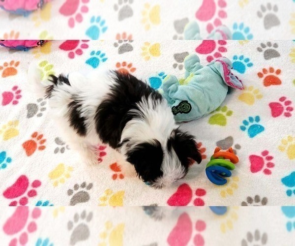 Medium Photo #4 Papitese Puppy For Sale in ORO VALLEY, AZ, USA