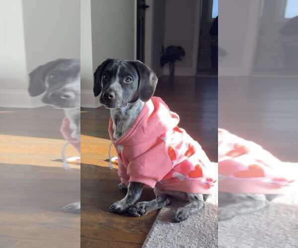 Medium Photo #9 Bluetick Coonhound-Unknown Mix Puppy For Sale in pomfret, CT, USA